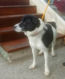 Perro negro y blanco - Perros