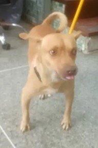 Perro marron - Perros