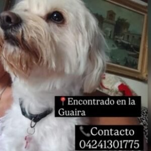 Perro blanco - Perros