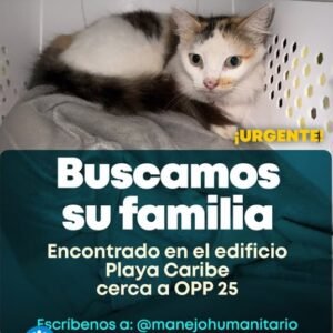 Gato blanco, negro y naranja - Gatos