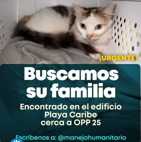 Gato blanco, negro y naranja - Gatos