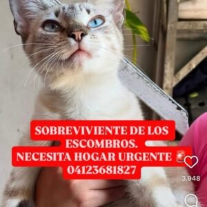 Gato blanco con rayas canela - Gatos