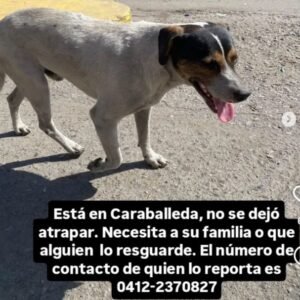 Perro blanco con la cara negra y marron - Perros