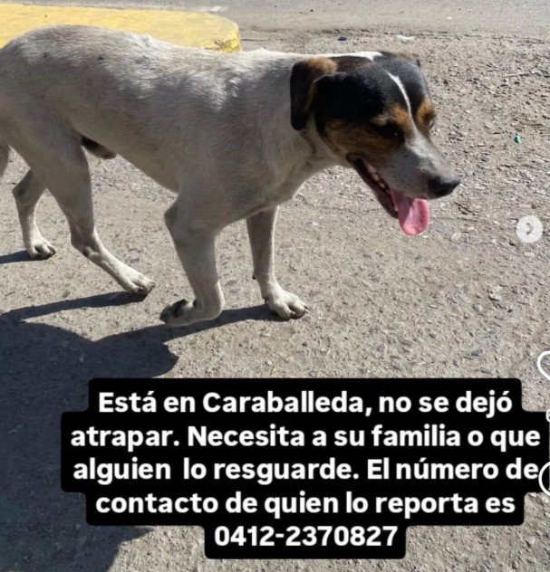 Perro blanco con la cara negra y marron - Perros