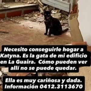 Gata negra - Gatos