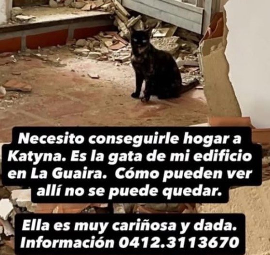 Gata negra - Gatos