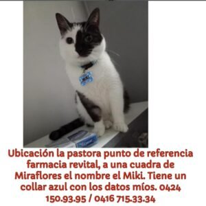 Miki - Gatos