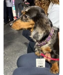 Perra negra con manchas blancas - Perros