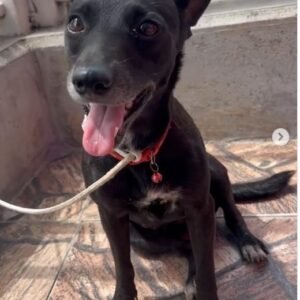 Perra negra con alguna mancha blanca - Perros