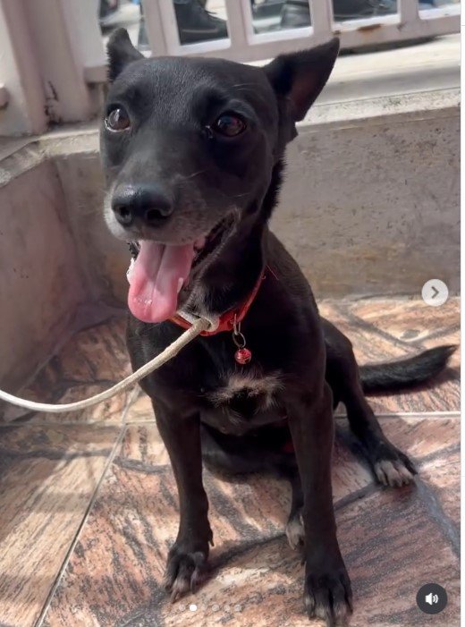 Perra negra con alguna mancha blanca - Perros