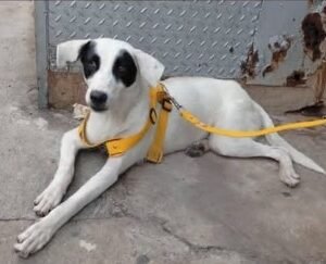 Perro blanco - Perros
