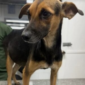 Perra marrón y negra - Perros