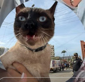 Gato siames - Gatos