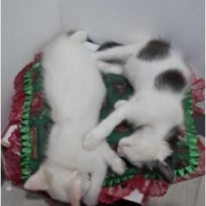 gato blanco y negro/ blanco - Gatos