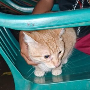 Gato naranja - Gatos