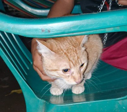 Gato naranja - Gatos