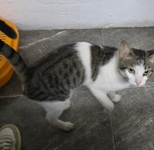 Gato macho blanco y gris - Gatos