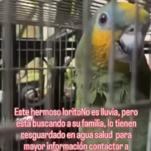 Loro verde con mascara azul - Ave