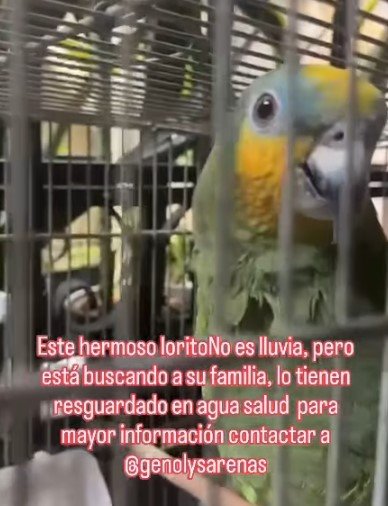 Loro verde con mascara azul - Ave