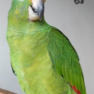 Loro verde con amarillo - Ave