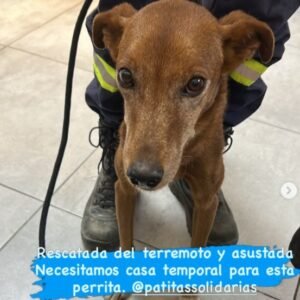 Perra marron - Perros