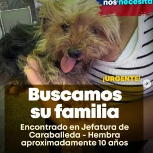Yorky marron y negra - Perros