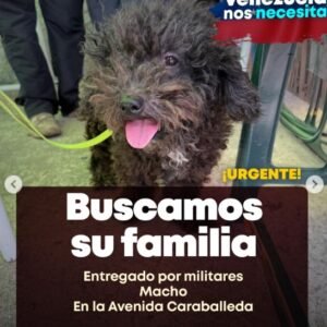 Perro negro/gris - Perros