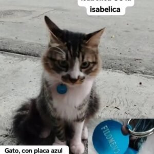 Filomeno, Gato tricolor - Gatos