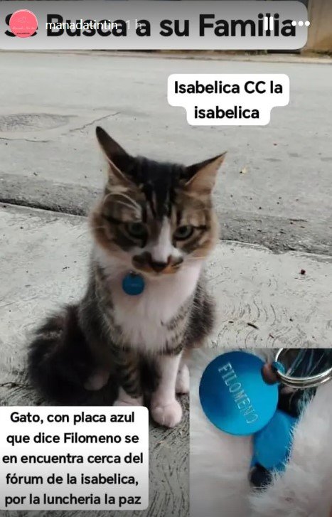 Filomeno, Gato tricolor - Gatos