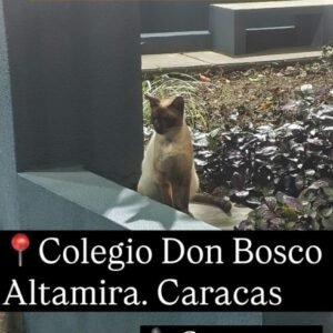 Gato siames - Gatos