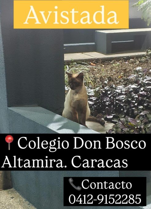Gato siames - Gatos