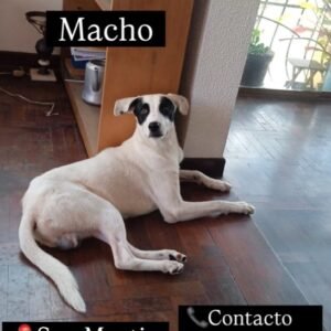 Perro Blanco con parches negros en los ojos - Perros