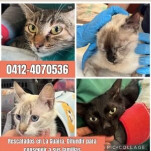 4 Gatos - Gatos