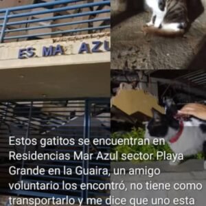 2 gatos - Gatos