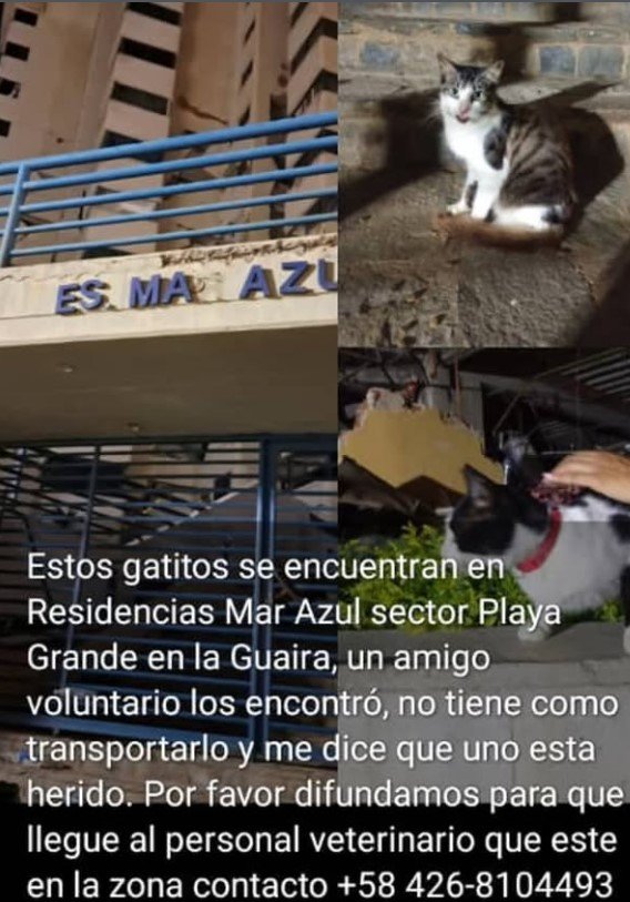 2 gatos - Gatos