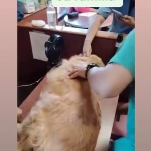 Perro canela - Perros