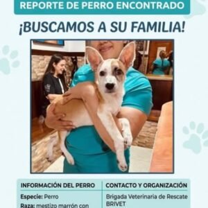 Perro marrón y blanco - Perros