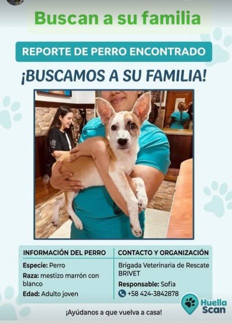 Perro marrón y blanco - Perros