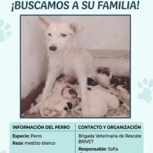 Perrita blanca - Perros