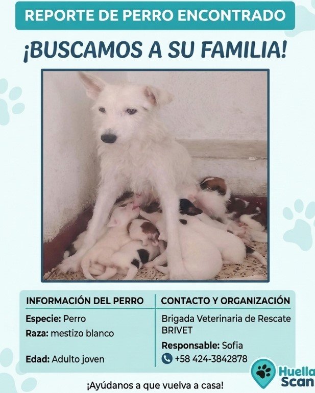 Perrita blanca - Perros