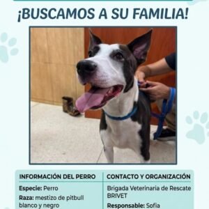 Perro blanco y negro - Perros