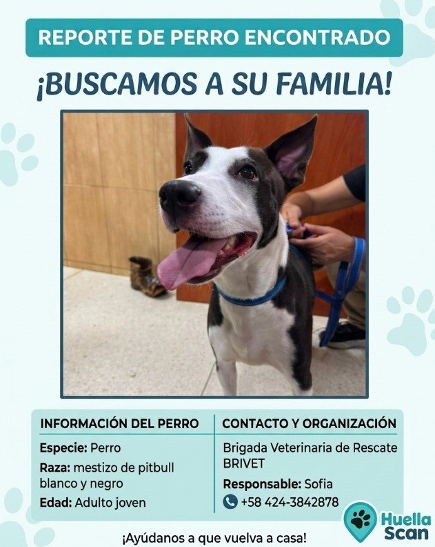 Perro blanco y negro - Perros