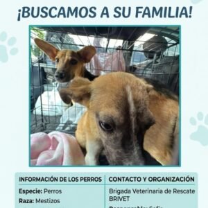 2 perros marrones, negro y blanco - Perros