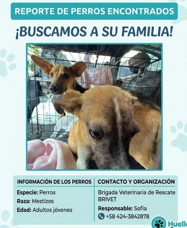 2 perros marrones, negro y blanco - Perros