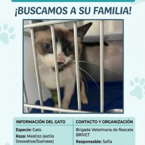 Gato blanco, negro y gris - Gatos