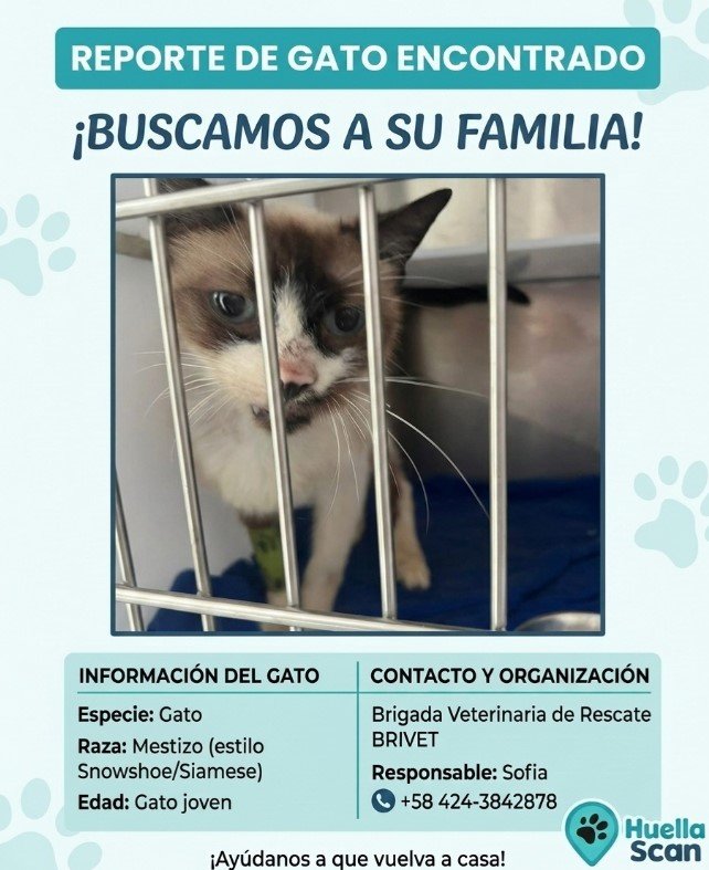 Gato blanco, negro y gris - Gatos