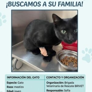 Gato negro - Gatos