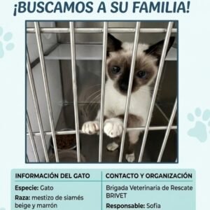 Gato mestizo o siamés - Gatos