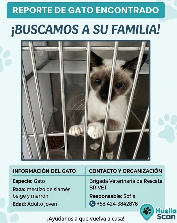 Gato mestizo o siamés - Gatos