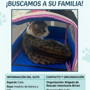 Gato blanco y gris - Gatos